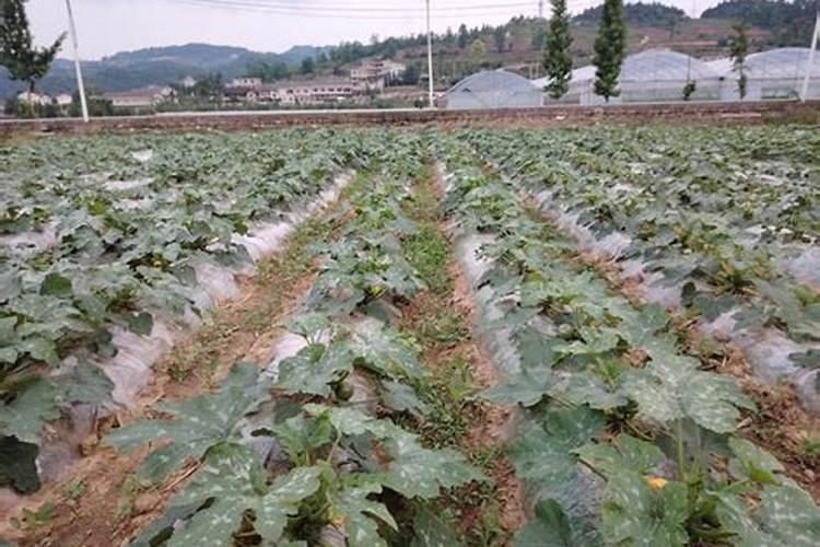 一亩地施多少磷肥合适  磷肥什么时间施最好