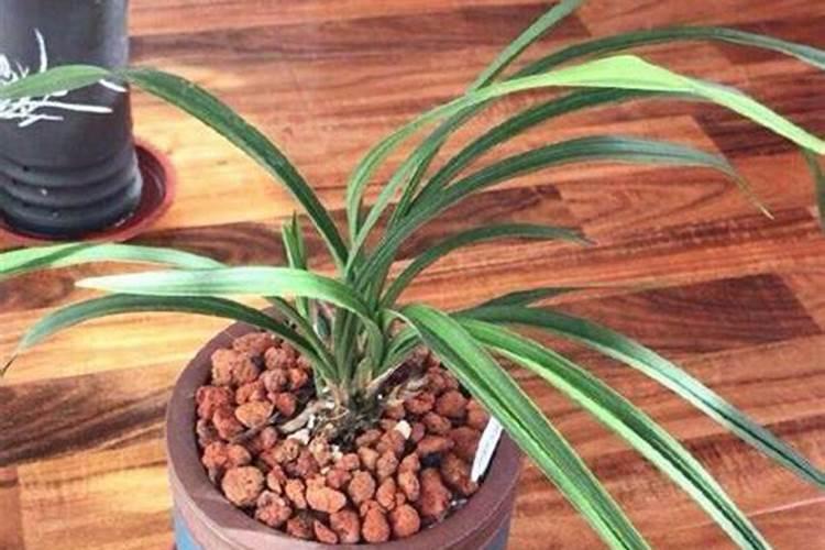 兰花换盆后多久可以施肥