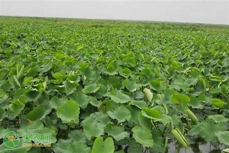 莲藕用什么肥料产量高