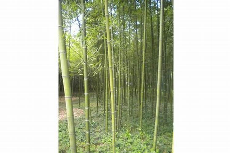 新鲜春笋要不要焯水 雷笋是春笋吗