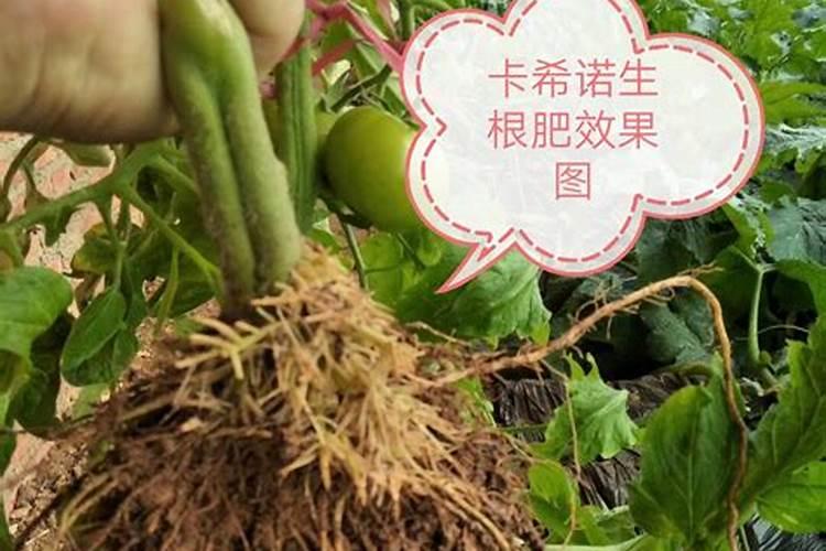 种植西红柿用什么肥料最好