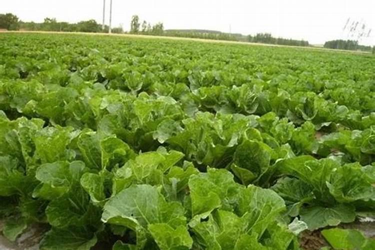 育的花菜白菜包菜苗出土后多少天可打点叶面肥？