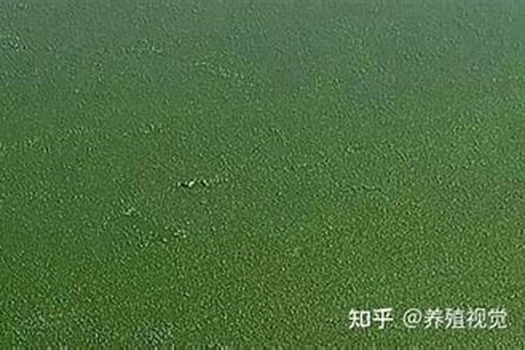蓝藻爆发的原因和解决方法(简析蓝藻暴发成因和处理方法:让人见之心烦...