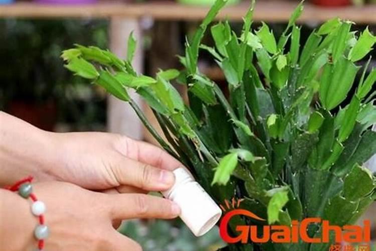 蟹爪兰上什么肥料最好正准备开花