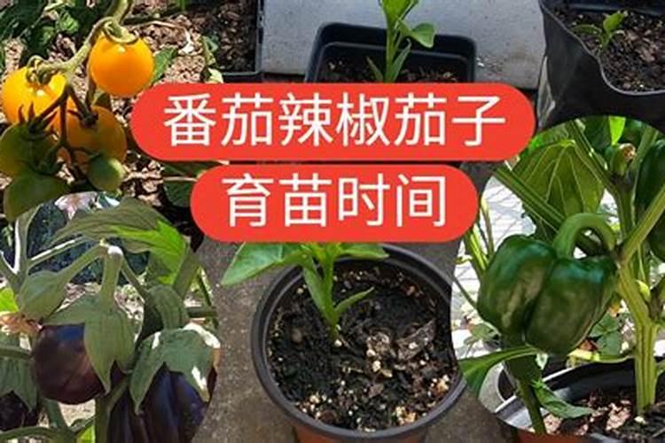辣椒茄子移栽几天可以施肥