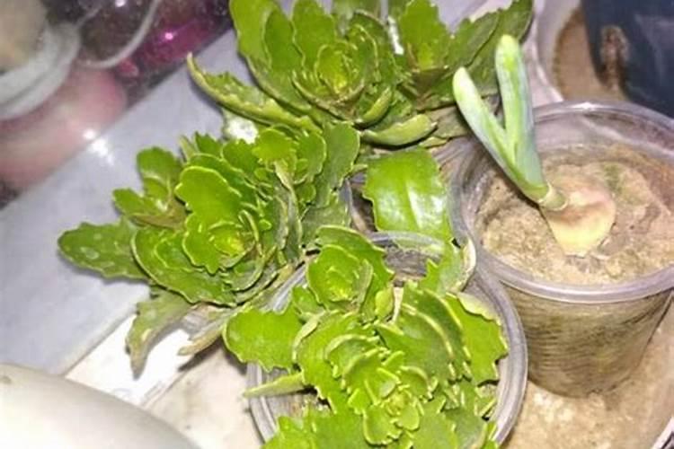 长寿花用复合肥怎么用