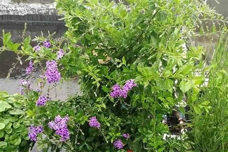 金露花的养殖方法