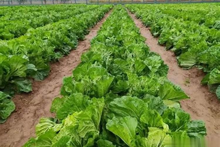 育的花菜白菜包菜苗出土后多少天可打点叶面肥？