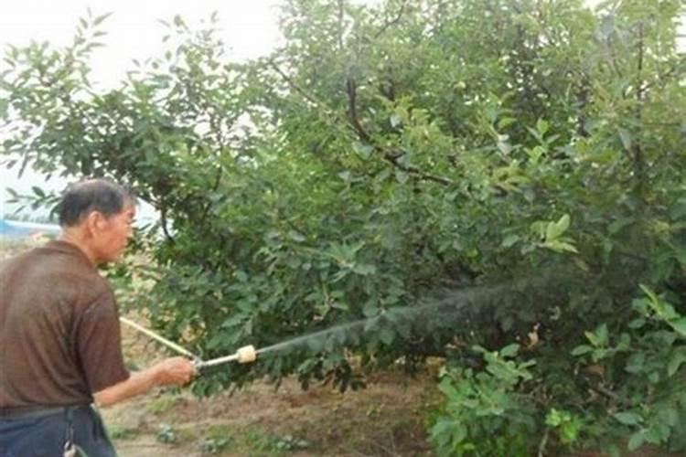 天冷了,温室大棚黄瓜喷什么叶面肥使瓜秧根发的快？