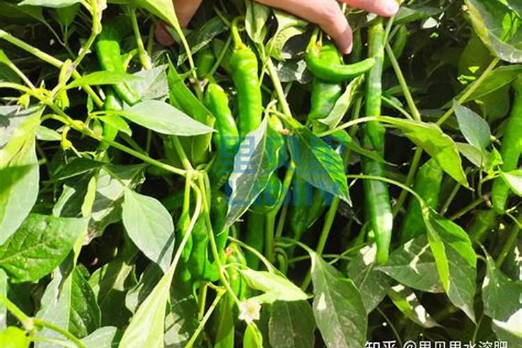 阴雨天施肥有哪些注意事项？应该要施肥吗？