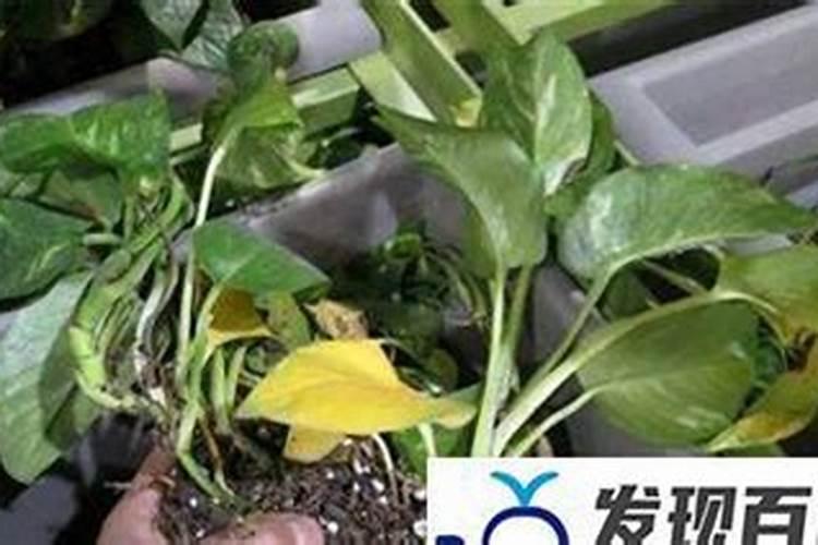 绿萝换盆后多久浇水(绿萝换盆的方法和注意事项)