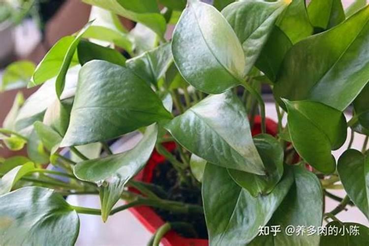 绿萝换盆后要浇水吗