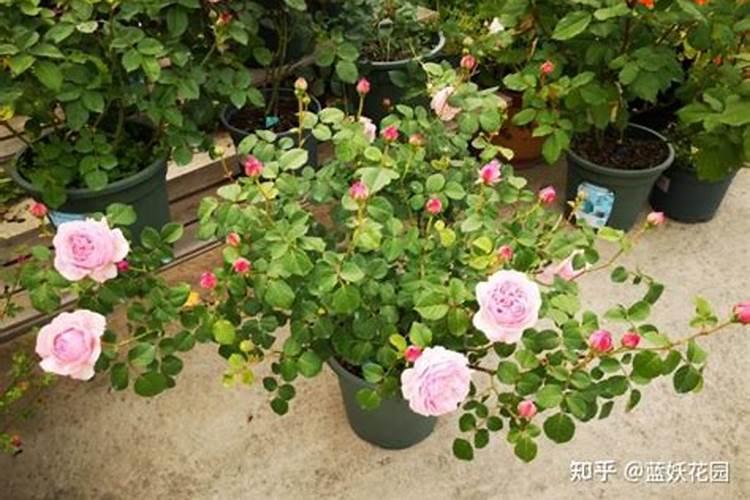 求阿德林娜·利马的资料