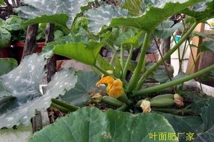 磷酸二氢钾是磷肥还是钾肥