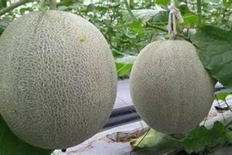 网纹瓜定植30天能喷叶面肥吗？
