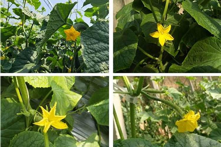 截止到今天鲜椒的价格？每吨多少钱？