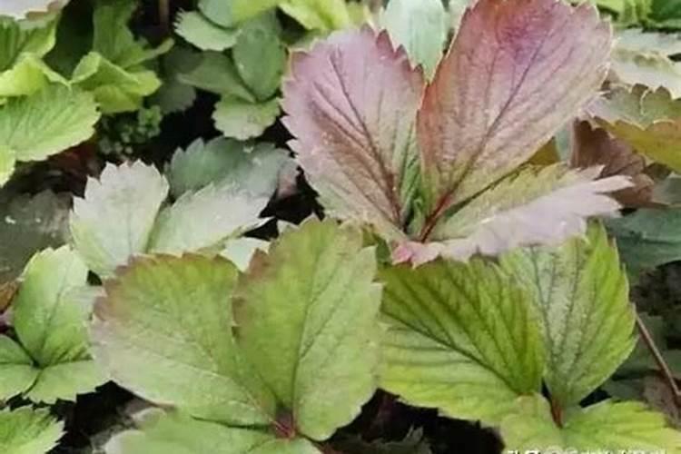 水稻追穗肥用复合肥效果好吗？和专用穗肥相比哪个更增产？每亩具体用量...