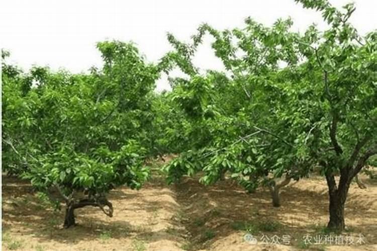 叶面肥有哪些品牌