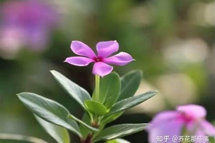 春天乱浇水,花浇1盆死1盆,赶紧停手!