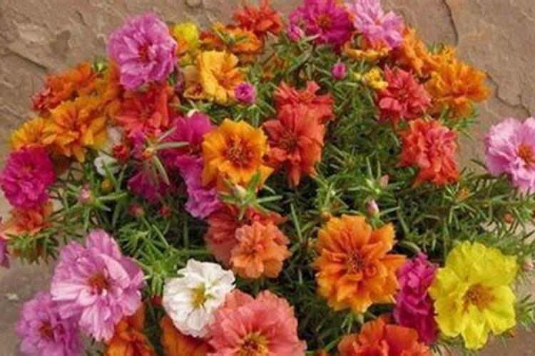 太阳花施什么肥才能花大叶盛