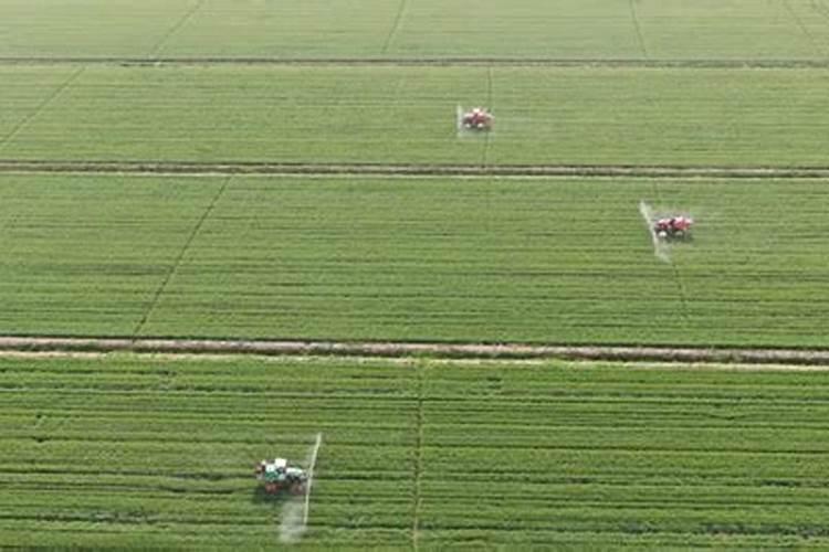 小麦反清水什么时候浇最好