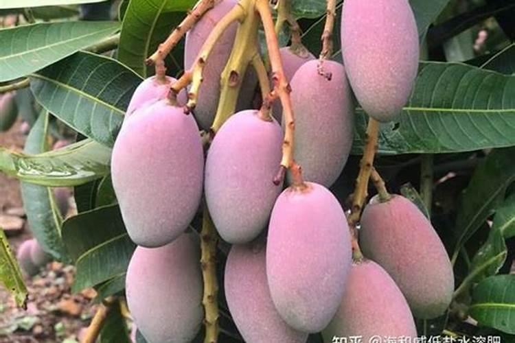 芒果树结果期怎样施肥