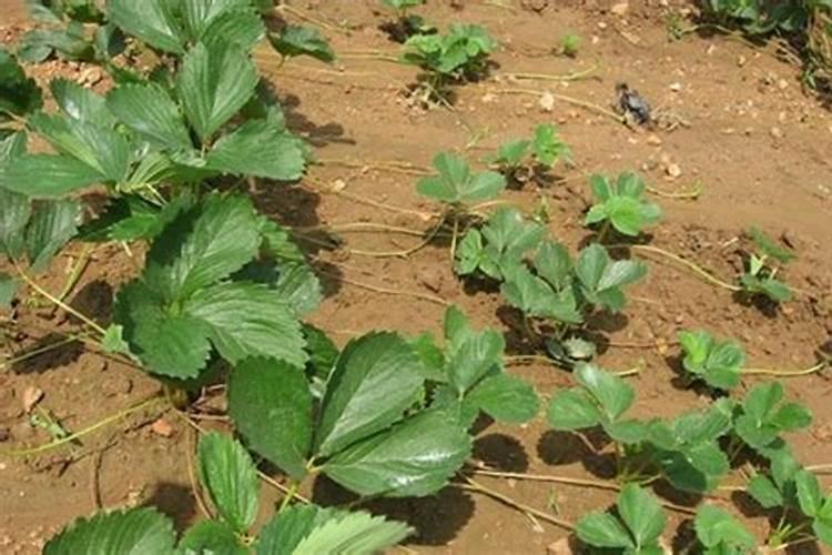 种植油菜为什么要施硼肥油菜啥时候施硼肥好