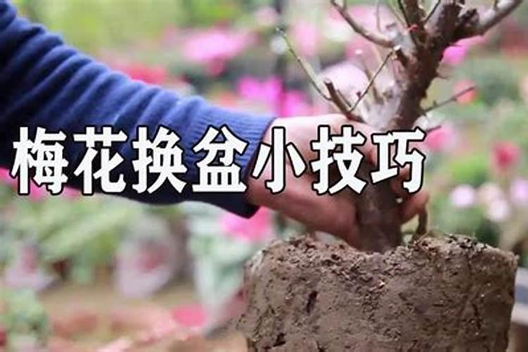 树苗移栽多久可以施肥 “移栽后几天可以给树苗施肥？”