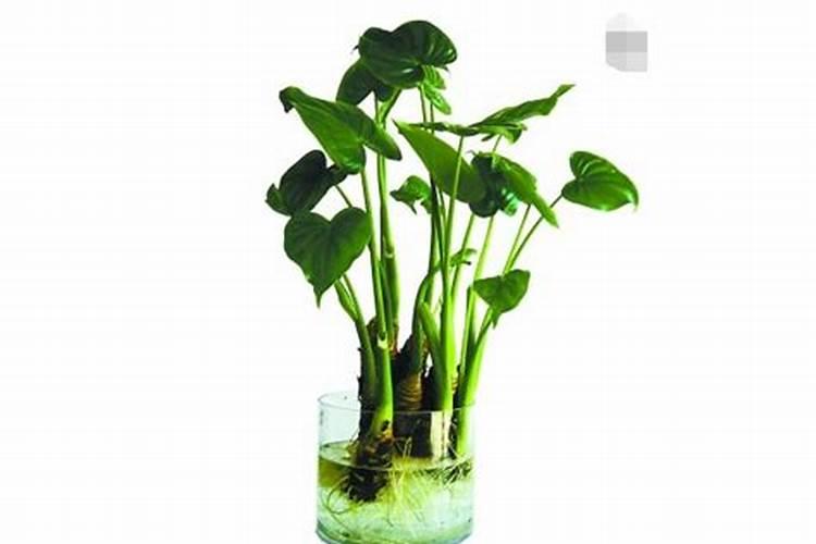 如何给滴水观音施肥,氮肥为主、磷钾肥为辅(土培和水培)