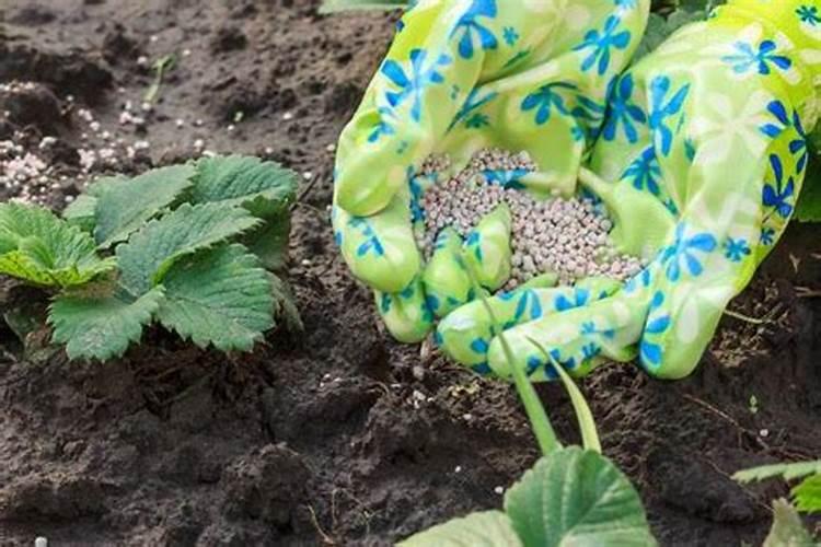 叶面喷肥效果好