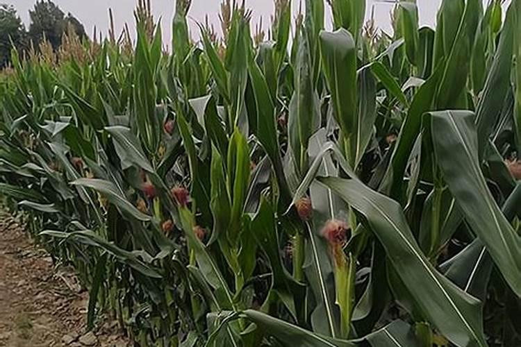 这季节种核桃树上什么肥料
