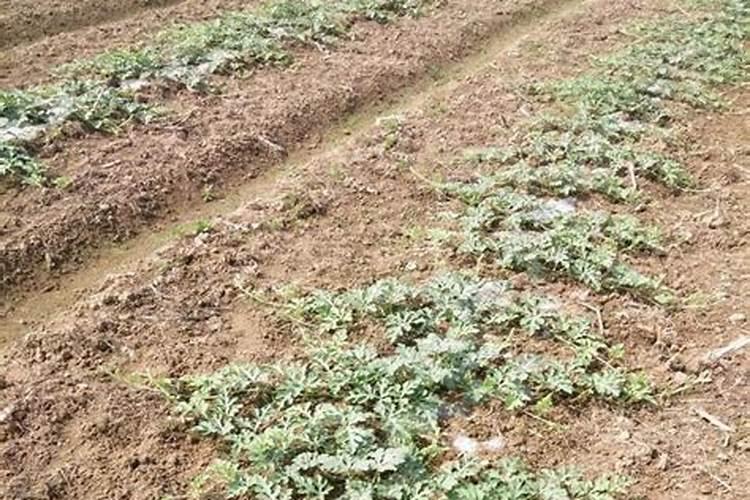 叶面肥是什么肥料