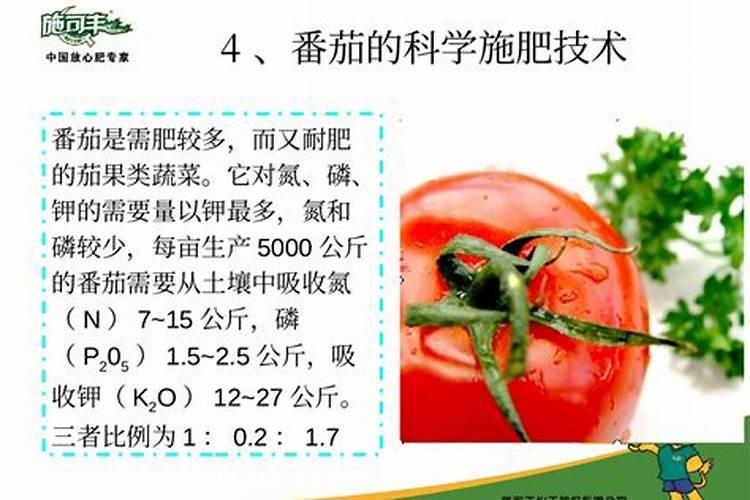番茄怎么施肥 番茄施肥的时间及注意事项