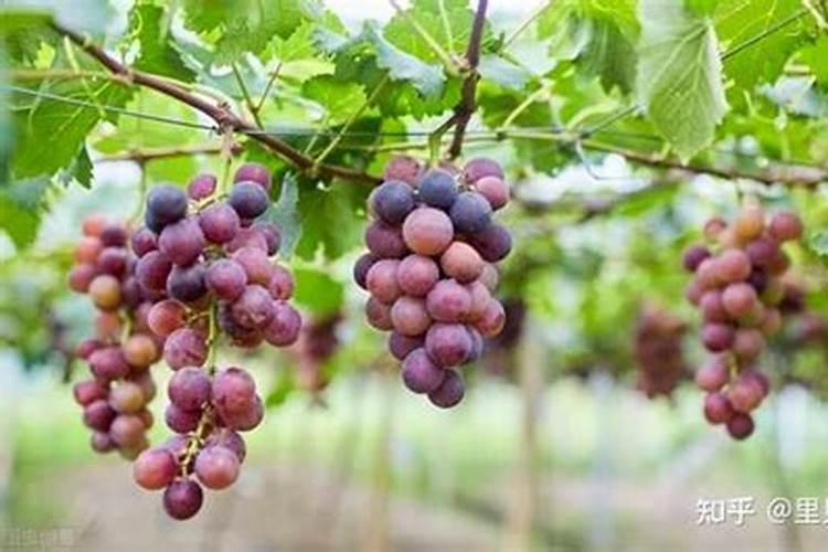 叶面肥追肥效果怎么样？蔬果专用叶面肥？优质叶面肥生产厂家？