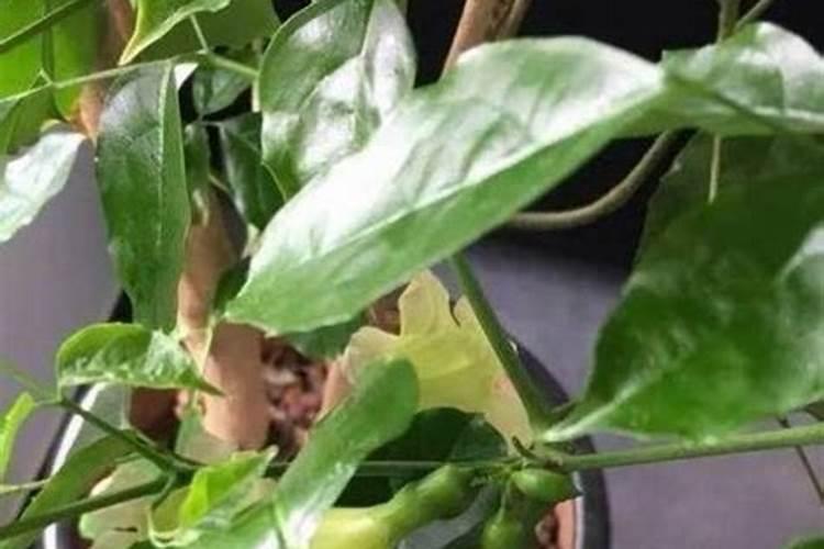 肥料增效剂一般有哪些