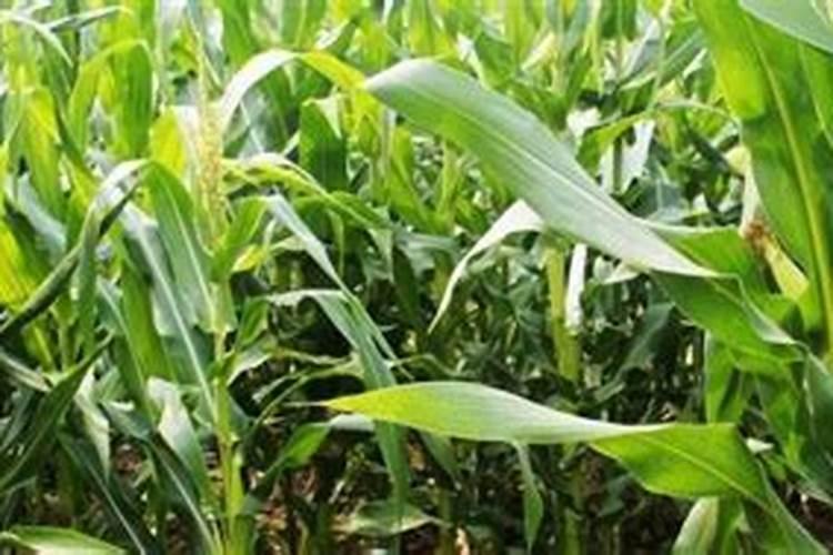 肥料放多了怎么办