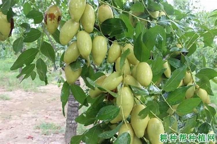 枣树用什么肥料好