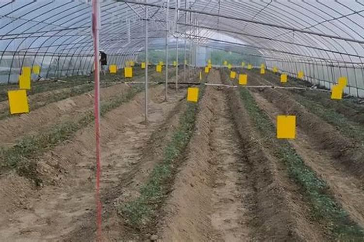 松花菜打什么叶面肥好