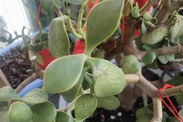 微生物菌剂能与杀菌剂混用吗