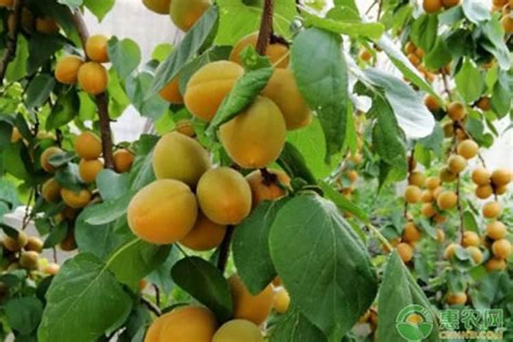 回农村承包10亩地,用自然农法种菜,销量会怎么样？