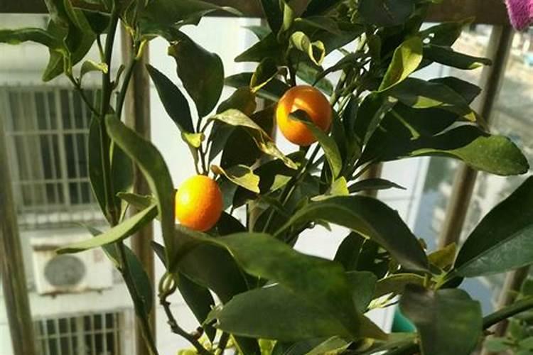 蕙兰花怎么养？