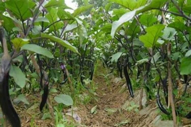 茄子施肥方法和注意事项 茄子施肥方法和注意事项有哪些