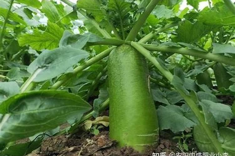 蔬菜缺钾症的形态是怎样的？