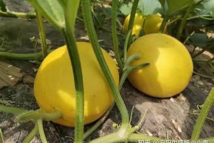 西瓜上什么肥料又大又甜