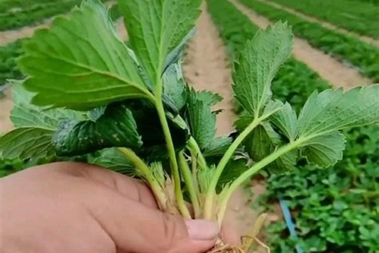 肥料中氮磷钾比例怎么计算