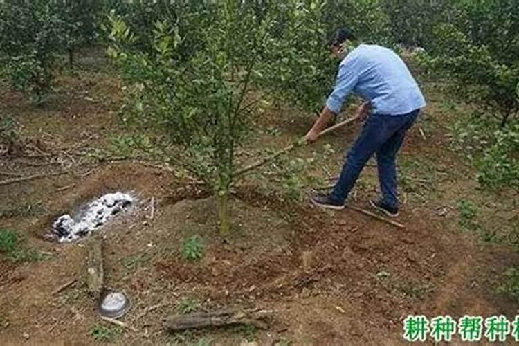 葡萄补钙最佳时间(给葡萄补钙什么钙肥最)