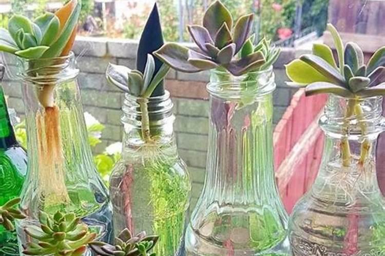 多肉植物浇水需要添加什么,多肉植物用什么肥料(图)