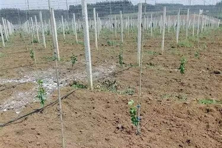 种植水果有什么方法增甜