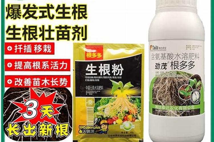 多肉用什么肥料最好