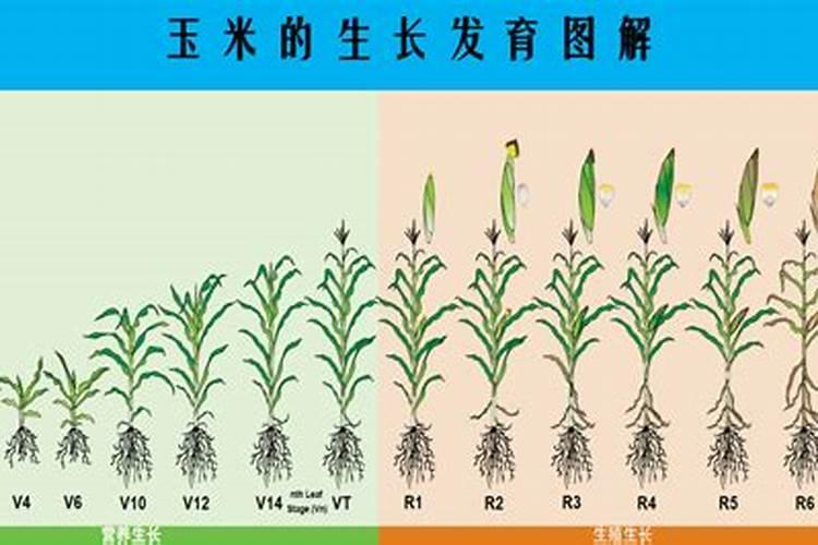 含氨基酸水溶肥有什么功效和作用？
